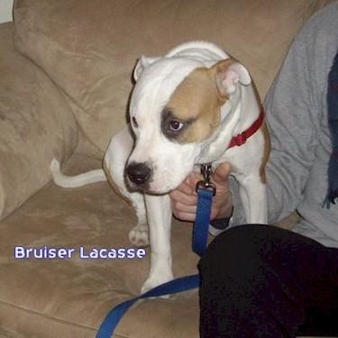 Lacasses Bruiser Pit Bull.jpg